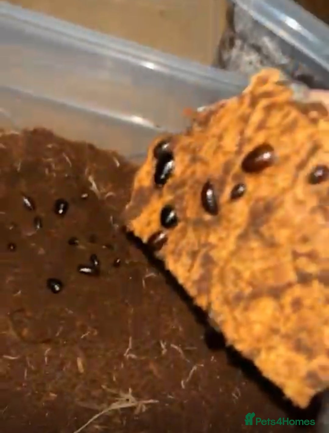 Mixed Breed invertebrates for sale: Mixed bugs for sale - Advert 4