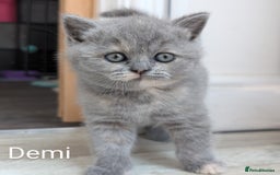 British Shorthair cats for sale: GCCF Registered British Shorthair Kittens for Sale - Image 13
