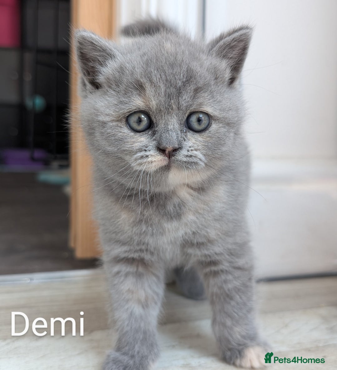 British Shorthair cats for sale: GCCF Registered British Shorthair Kittens for Sale - Image 13