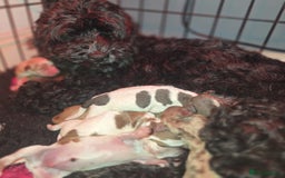 Cockapoo dogs for sale: ✨ Beautiful F2 Multi-Gen Cockapoo Puppies - Image 6