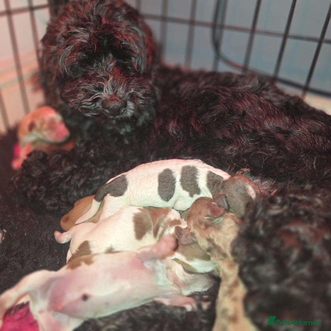 Cockapoo dogs for sale: ✨ Beautiful F2 Multi-Gen Cockapoo Puppies - Image 6