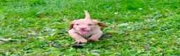 Cocker Spaniel dogs for sale: Gorgeous Golden Working Cocker Spaniels - Advert 19