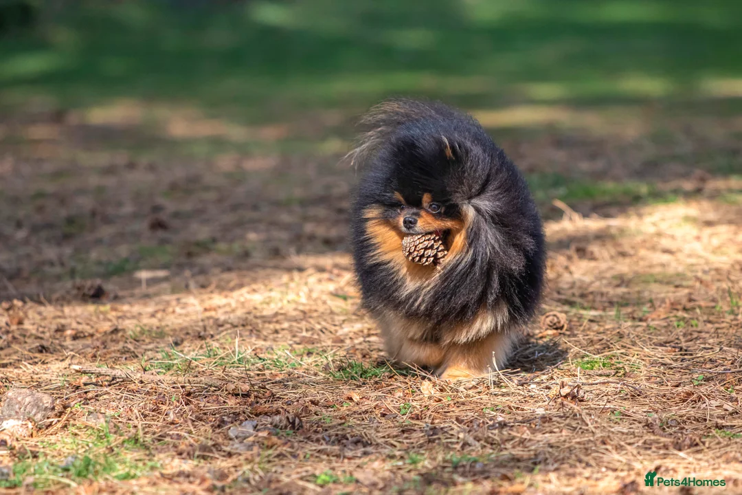 Pomeranian dogs for stud: Pomeranian Gentleman Available for Stud 🐾 - Advert 8