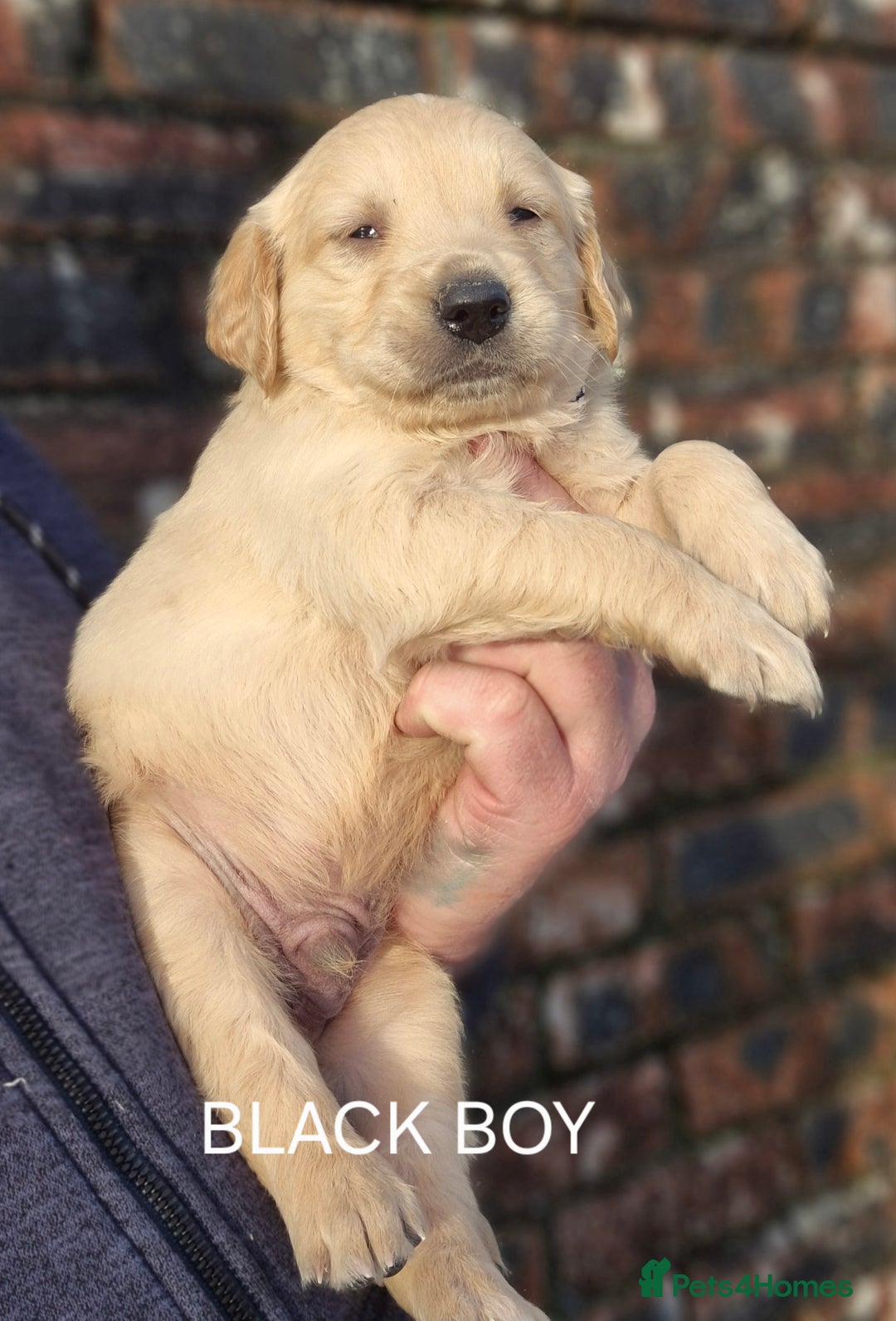 Golden Retriever dogs for sale: KC GOLDEN RETRIEVER PUPPIES HEALTH SCORED PARENTS  - Advert 11
