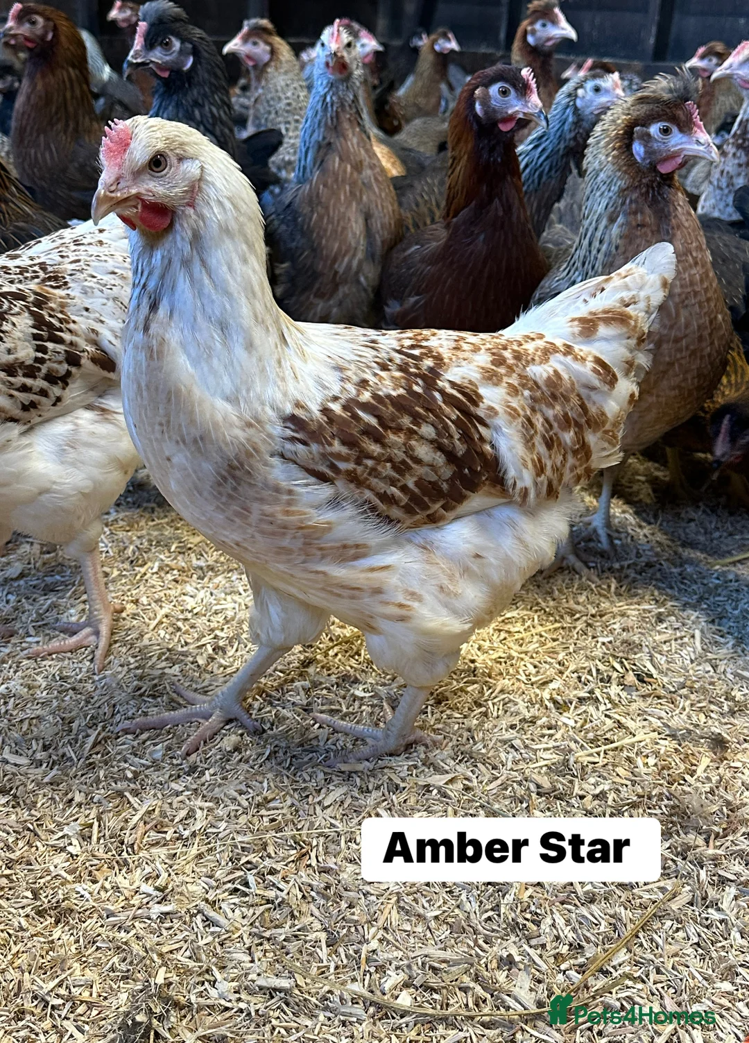 Chickens poultry for sale: Point of lay Hens in a wide range of breeds  - Advert 7