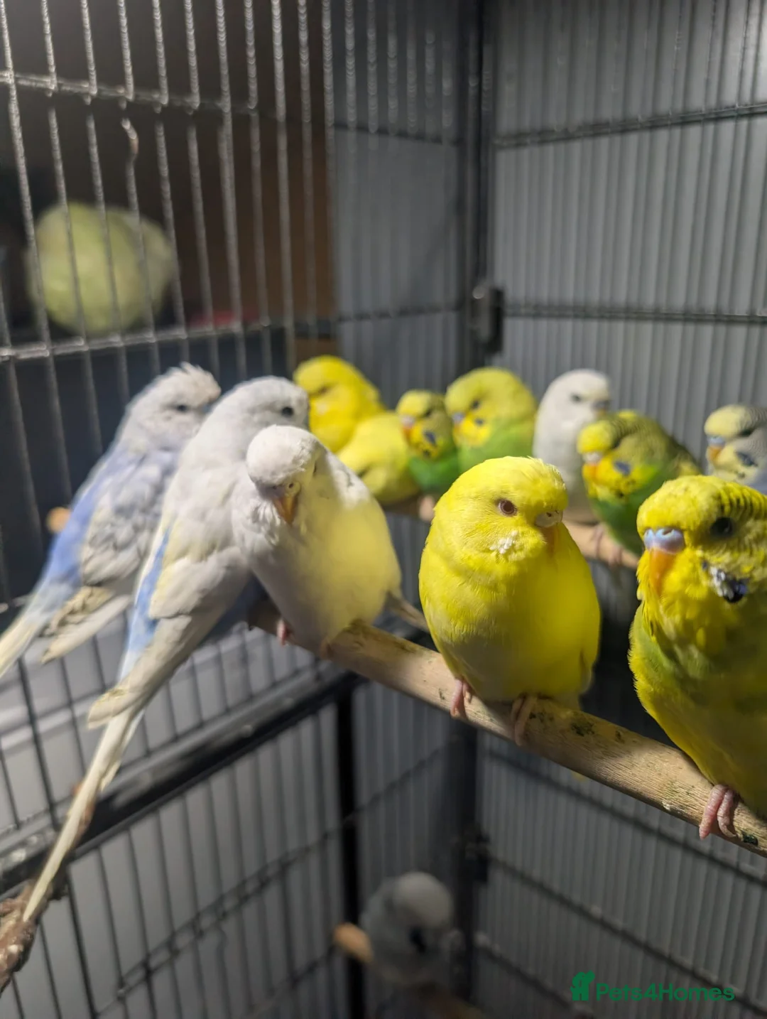 Budgerigars birds for sale: Lovely Group of Budgies  - Advert 4