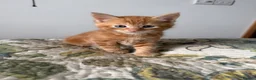 Mixed Breed cats for sale: Four Adorable Kittens Looking for Forever Homes - Advert 3