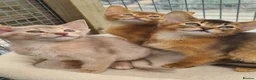 Abyssinian cats for sale: Beautiful pedigree tica abyssinian kittens - Advert 8
