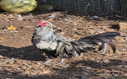Chickens poultry for sale: FREE Sumatra roosters young friendly birds - Image 2