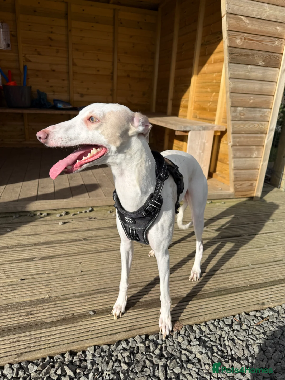 Whippet dogs for sale: COMING SOON - Advert 2