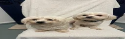 Maltese dogs for sale: 🤩 2 stunning Maltese 🤩 - Advert 7