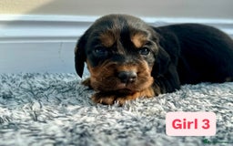 Cocker Spaniel dogs for sale: KC Reg Health Tested Working Cocker Spaniels - Image 12