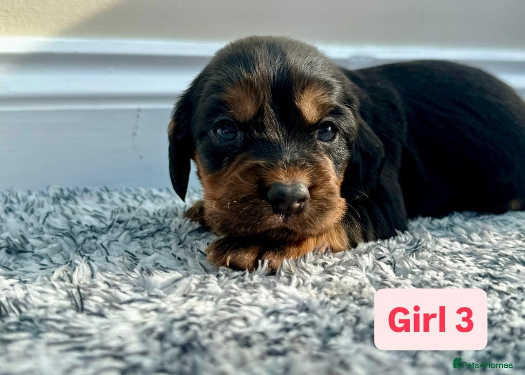 Cocker Spaniel dogs for sale: KC Reg Health Tested Working Cocker Spaniels - Image 12