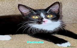Mixed Breed cats for sale: 4 Maine Coon X Kittens Still Available!! - Image 9