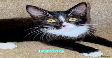Mixed Breed cats - Advert 7