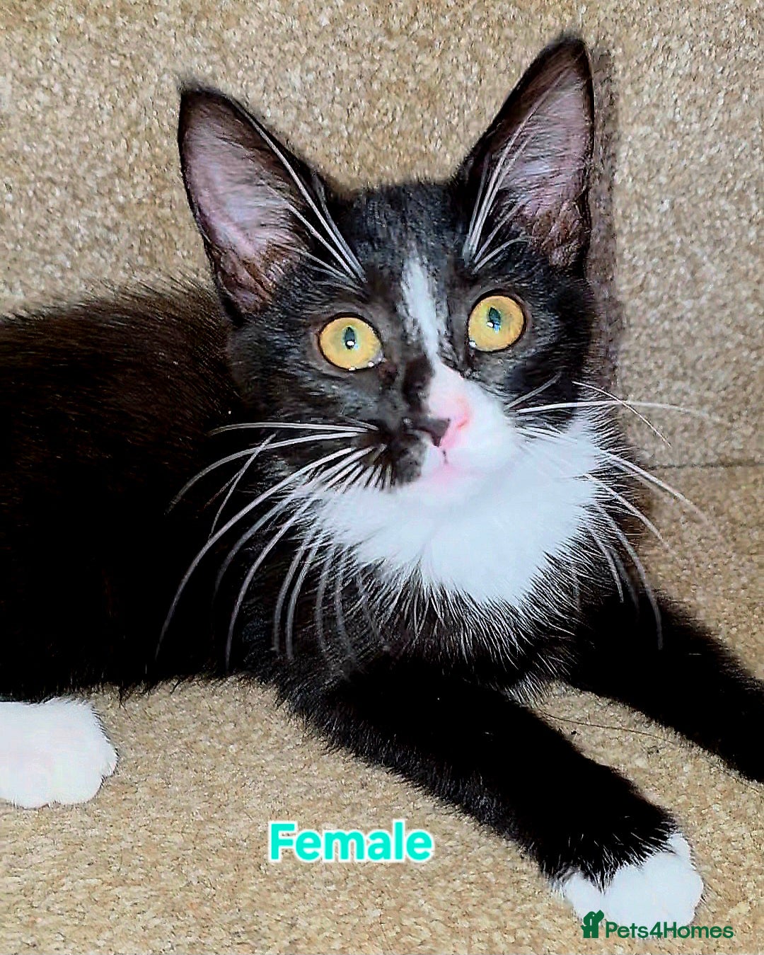 Mixed Breed cats for sale: 4 Maine Coon X Kittens Still Available!! - Image 9