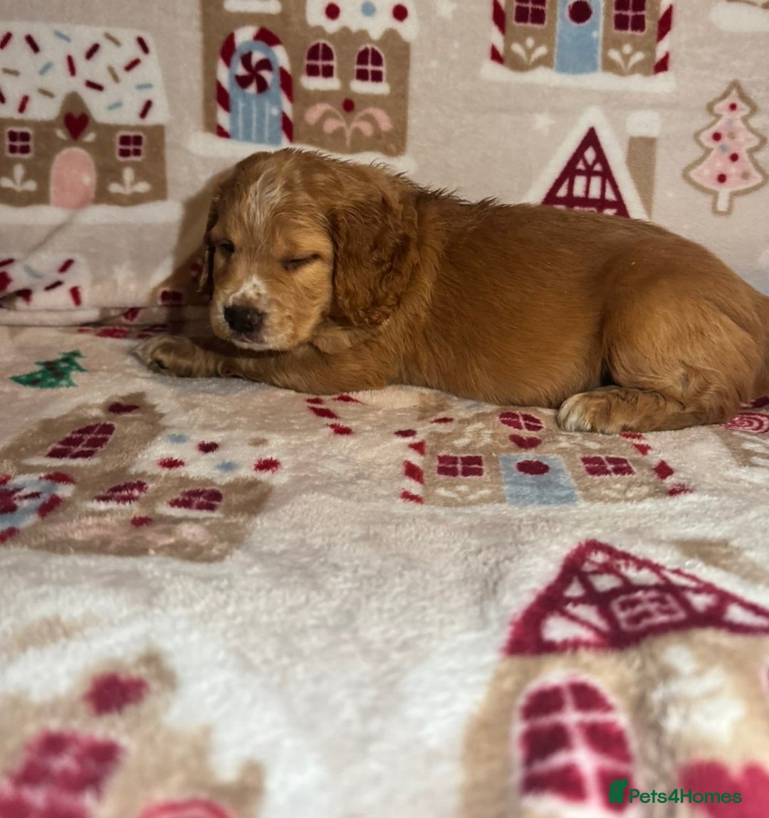 Cocker Spaniel dogs for sale: Beautiful cocker spaniel boys - Advert 7