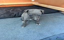 Whippet dogs for sale: Beautiful Blue whippet puppies  - Image 7