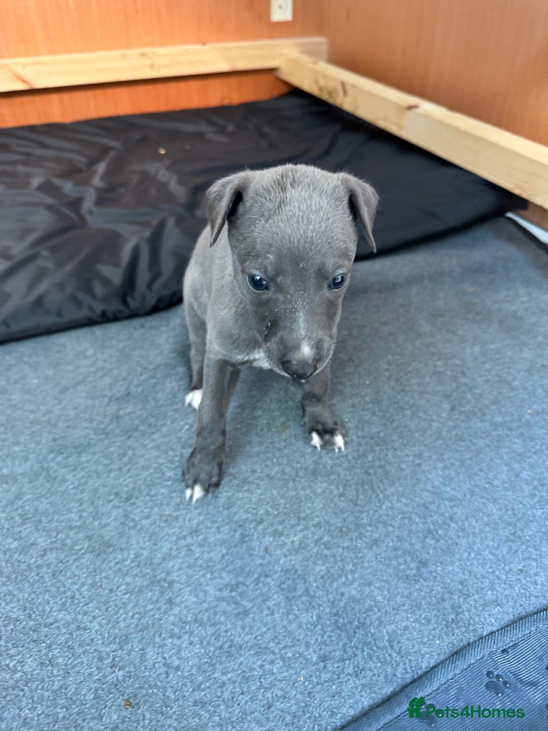 Whippet dogs for sale: Beautiful Blue whippet puppies  - Image 7