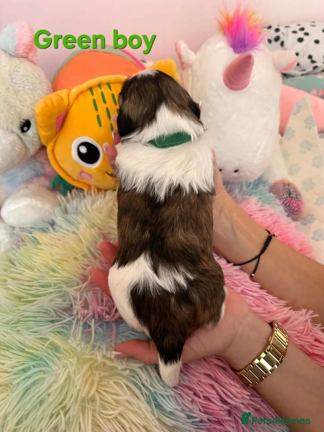 Shih Tzu dogs for sale: 🥰🐾 Adorable Shih Tzu Puppies 🐾🥰 - Advert 6