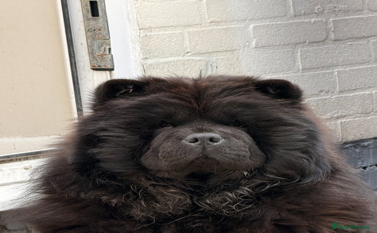 Chow Chow dogs - Advert 2