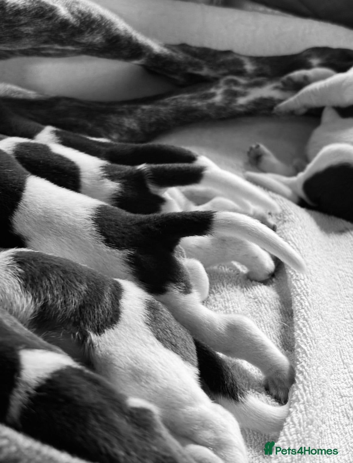German Shorthaired Pointer dogs Beautiful KC registered GSP pups.   - Advert 2