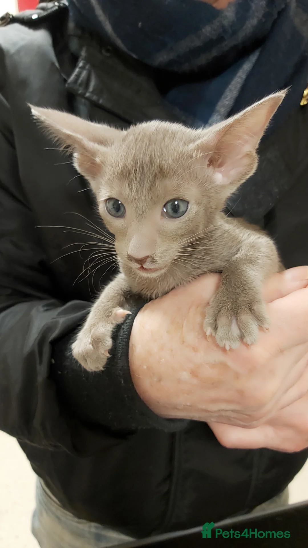 Oriental cats for sale: Full Pedigree Oriental 6 Kittens XL size ears GCCF - Advert 35