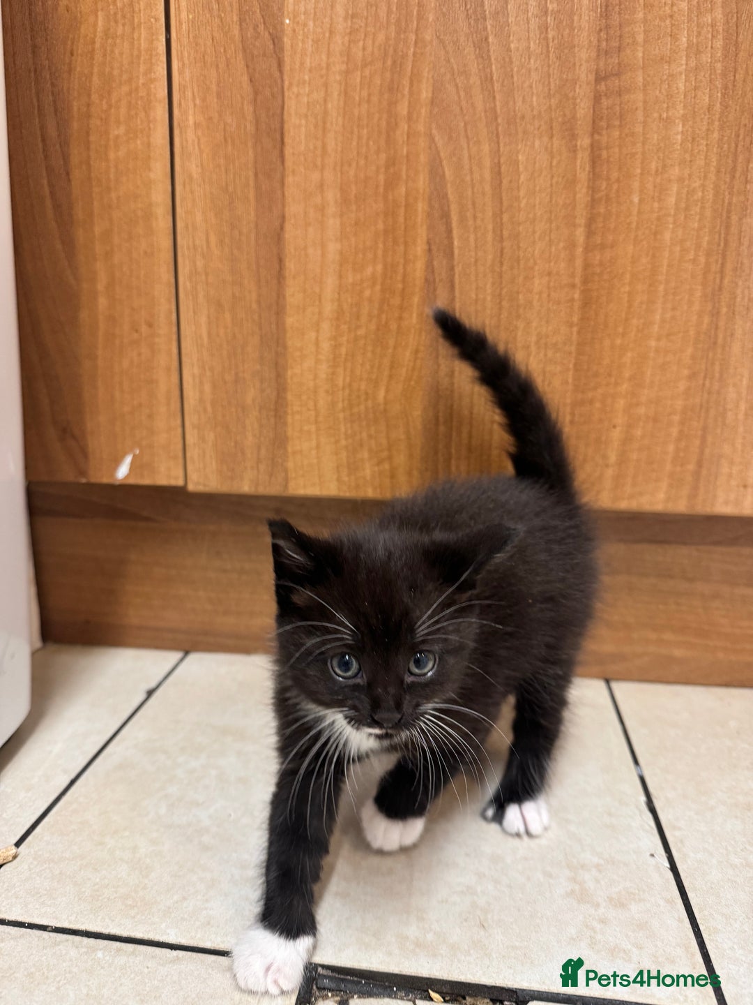Mixed Breed cats for sale: Kittens  - Advert 3