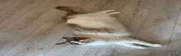 Ragdoll cats for sale: Chico - Advert 2