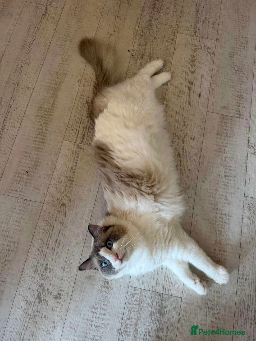 Ragdoll cats for sale: Chico - Advert 2