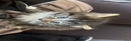 British Longhair cats for sale: 3 longhair kittens for sale (PRICE NEGOTIABLE) - Advert 4