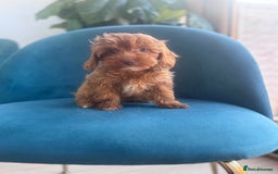Cavapoo dogs for sale: Fox red toy F1B cavapoos  - Image 2