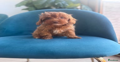 Cavapoo dogs - Advert 10
