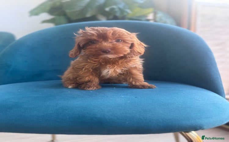 Cavapoo dogs Fox red toy F1B cavapoos last few  - Advert 6