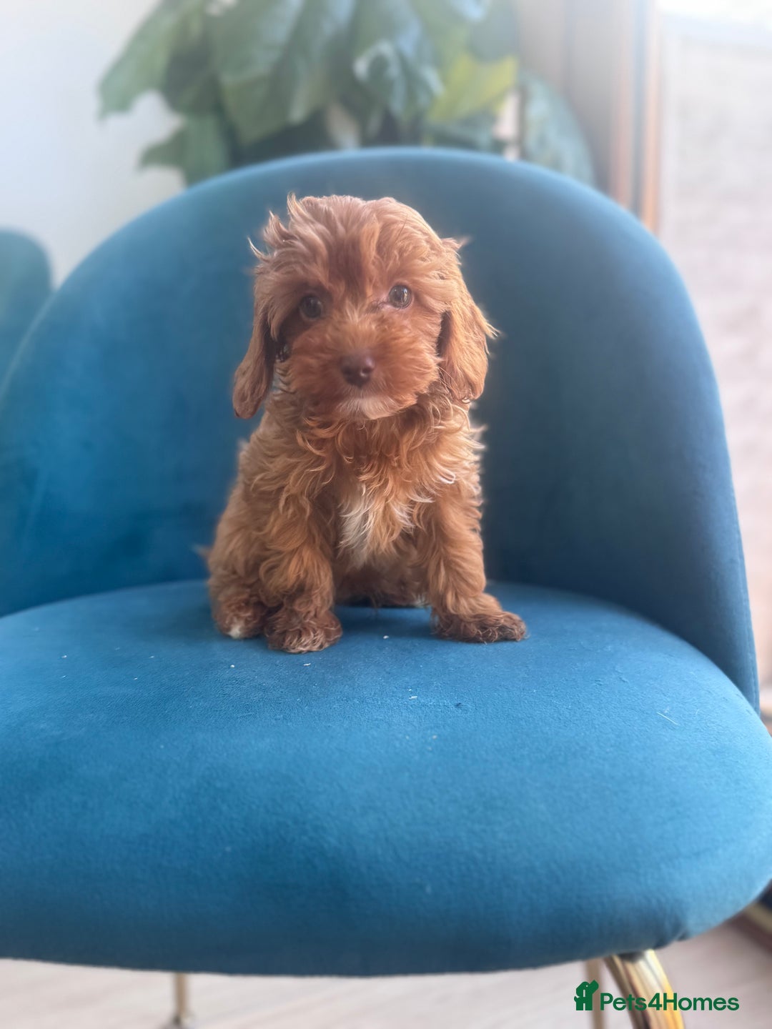 Cavapoo dogs for sale: Fox red toy F1B cavapoos  - Image 2