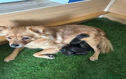 Mixed Breed dogs for sale: Pomeranian x  - Image 5