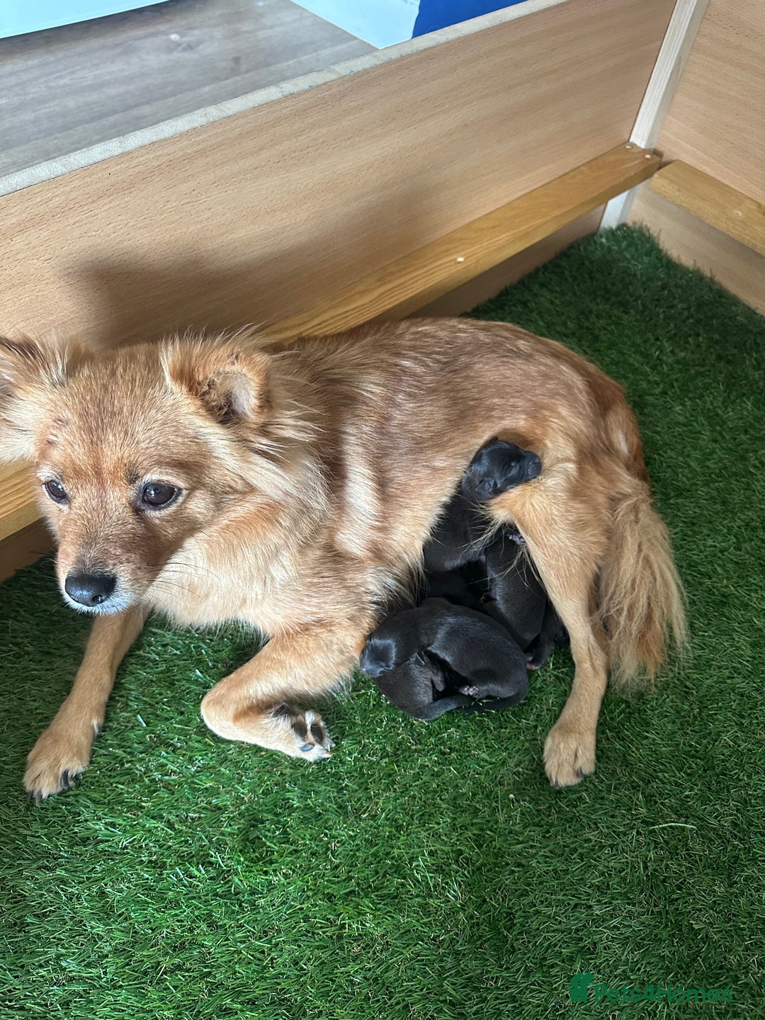 Mixed Breed dogs for sale: Pomeranian x  - Image 5