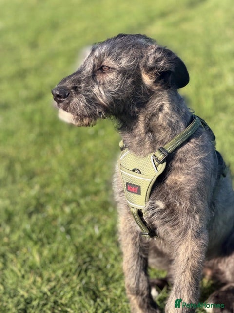 Irish Wolfhound dogs BEAUTIFUL FEMALE IWH PUPPY FOR SALE - Advert 15