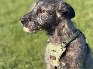 Irish Wolfhound dogs BEAUTIFUL FEMALE IWH PUPPY FOR SALE - Advert 6