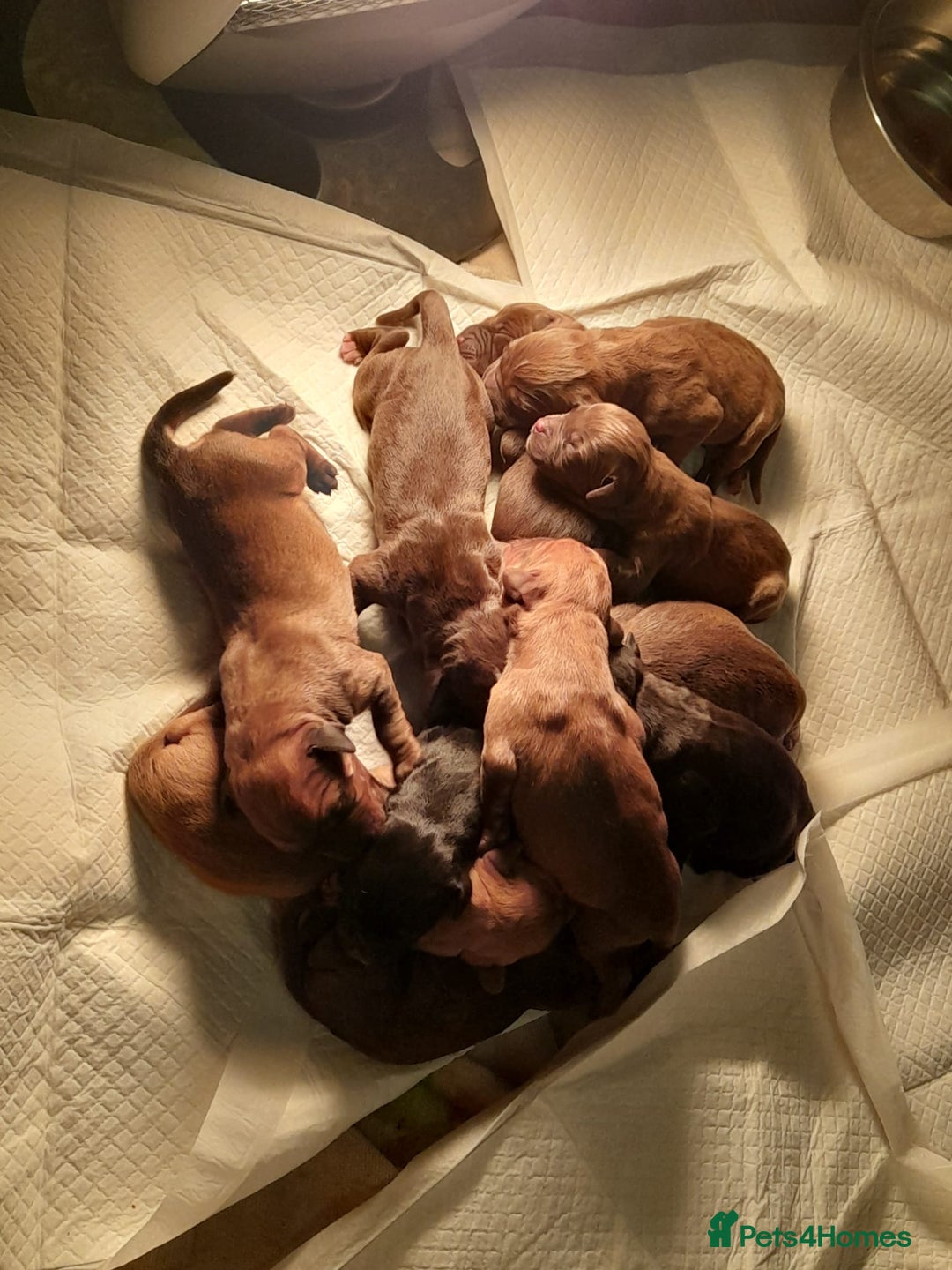 Mixed Breed dogs for sale: Bullmastiff × Sprocker Spaniel Puppies 9 Pups - Advert 3