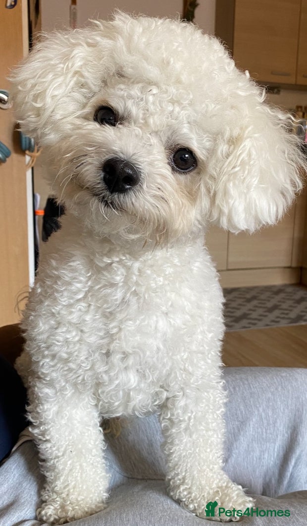 Bichon Frise dogs For stud only - Advert 2