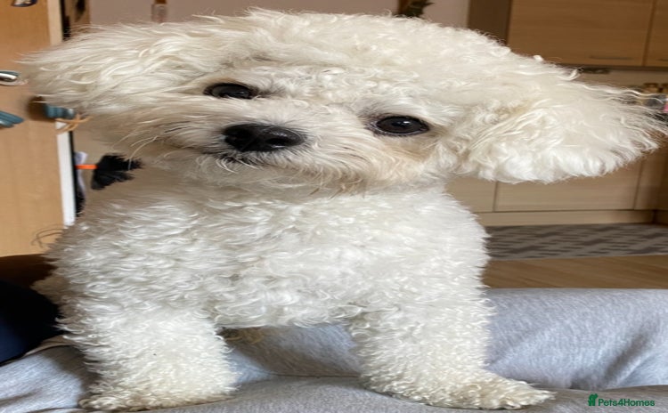 Bichon Frise dogs - Advert 3