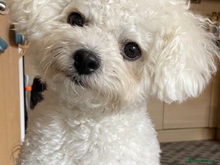Bichon Frise dogs - Advert 1