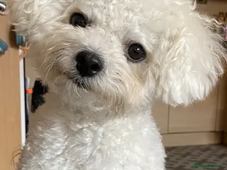 Bichon Frise dogs For stud only - Advert 18