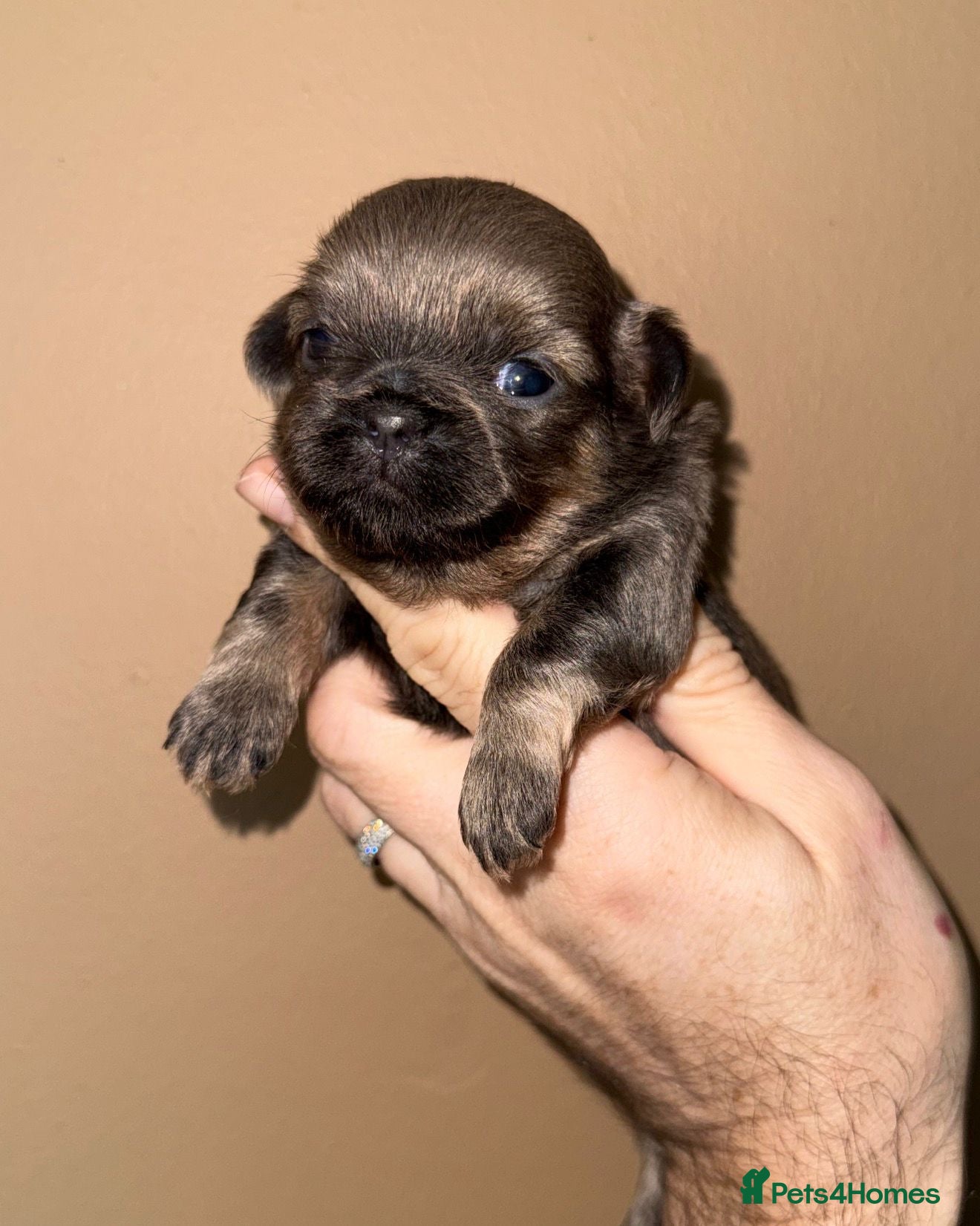 Shih Tzu dogs 💛🧡💜Stunning KC Shih Tzu Puppies🩷🧡💛 - Advert 11