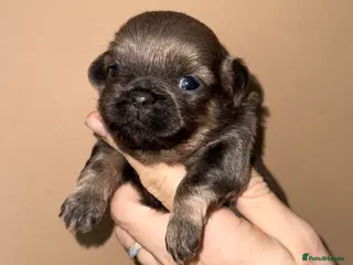 Shih Tzu dogs 💛🧡💜Stunning KC Shih Tzu Puppies🩷🧡💛 - Advert 2