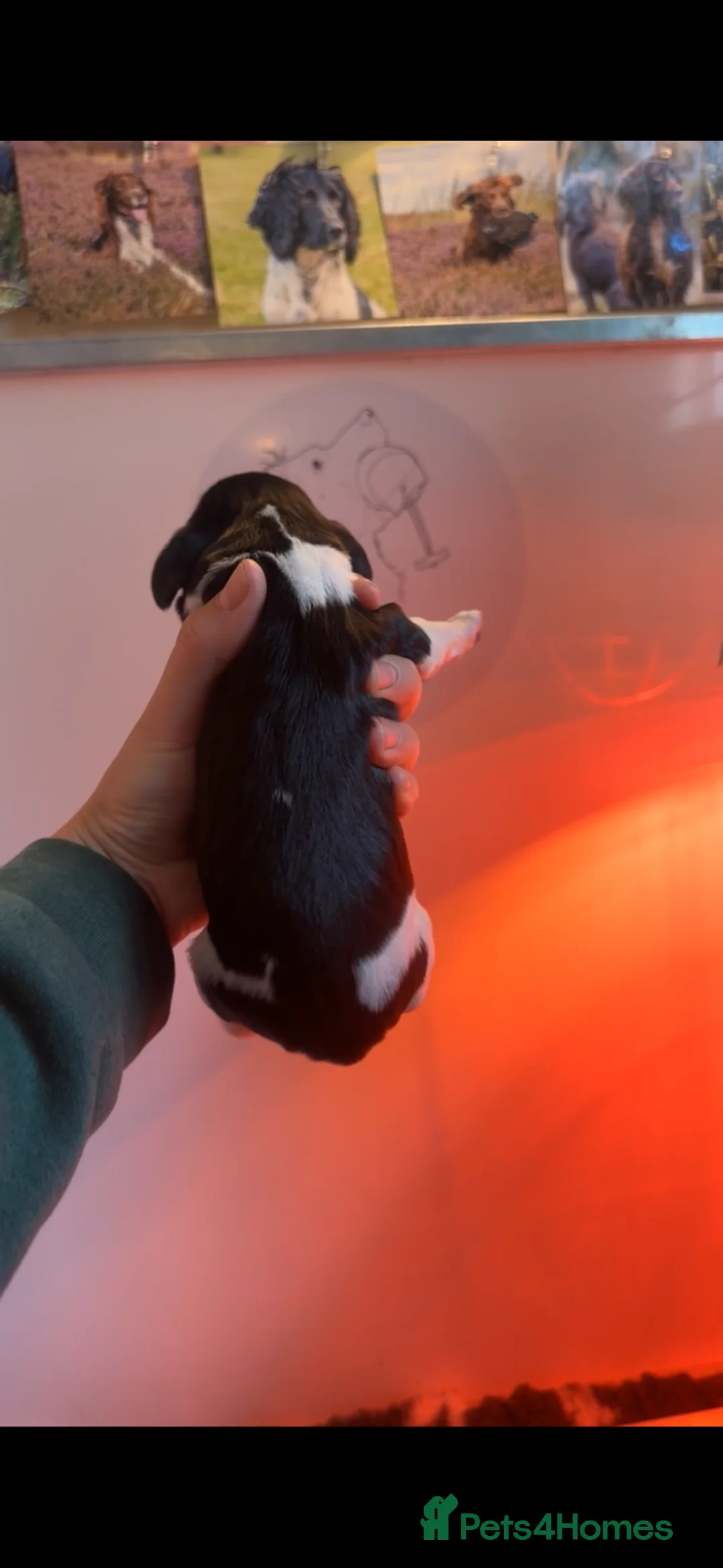 English Springer Spaniel dogs for sale: Heavily Marked Dog pups available  - Advert 2
