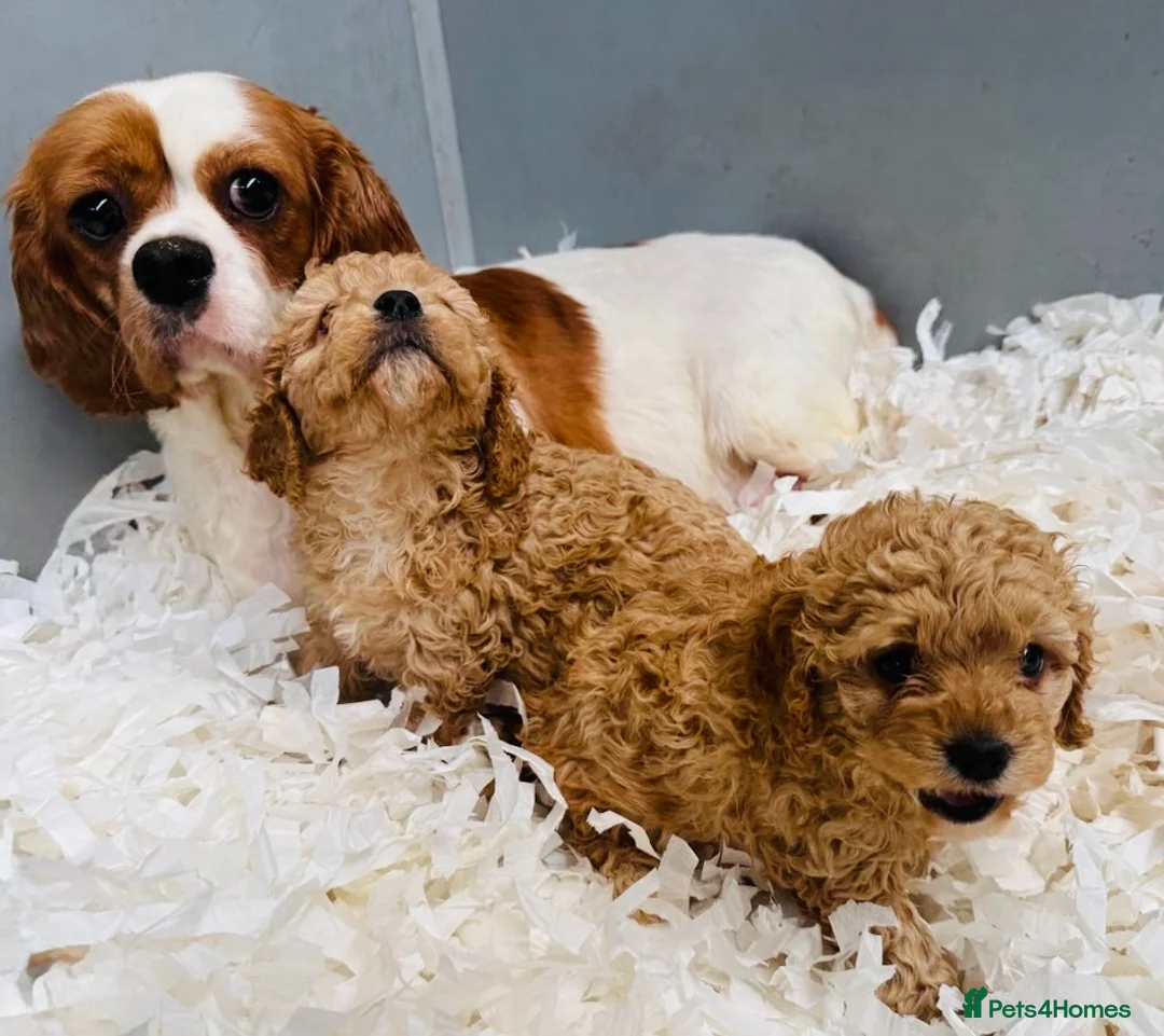 Cavapoo dogs for sale: Gorgeous Cavapoo puppies from a licensed breeder  - Advert 2