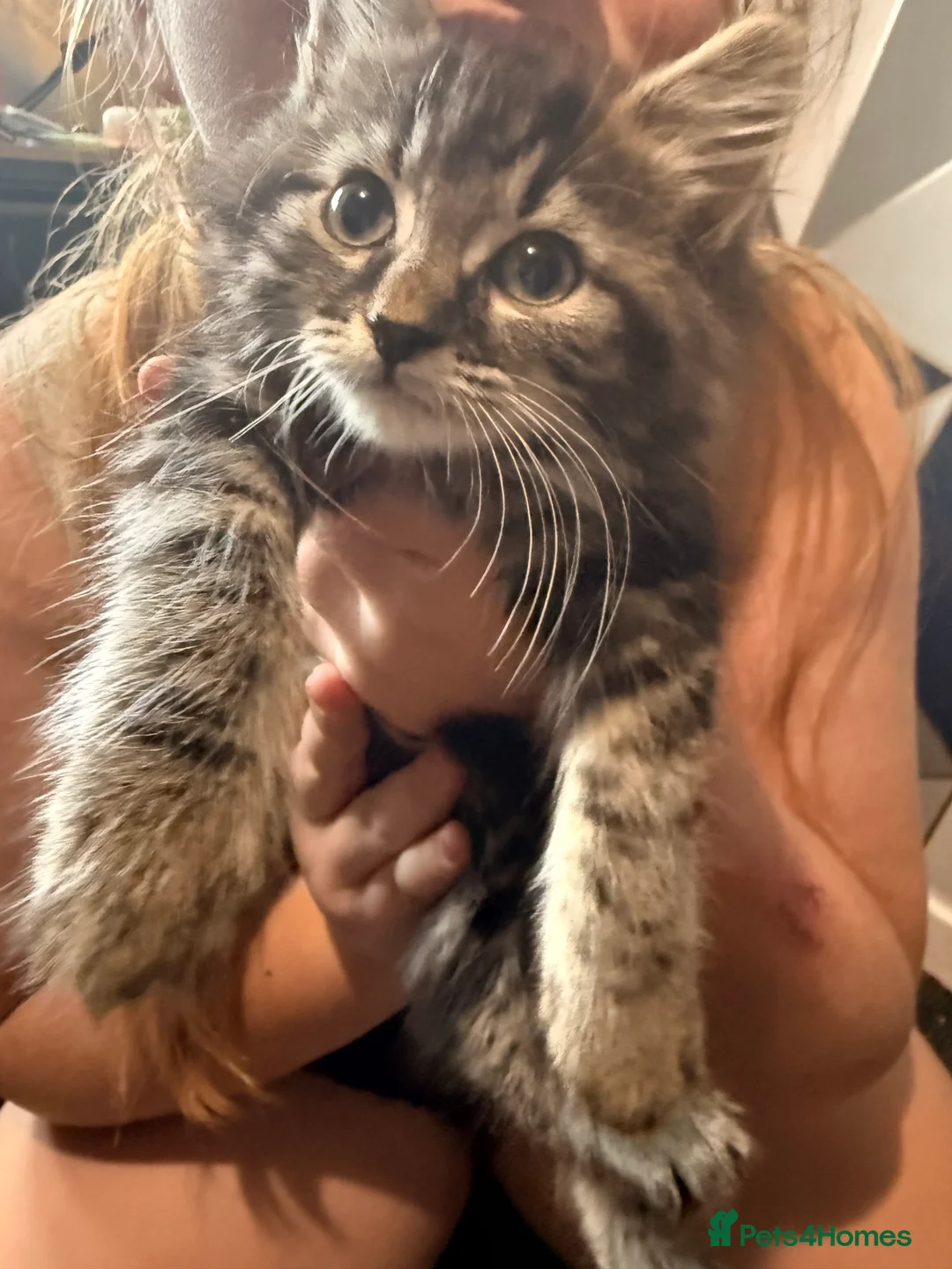 Maine Coon cats for sale: Half Maincoon  - Advert 5