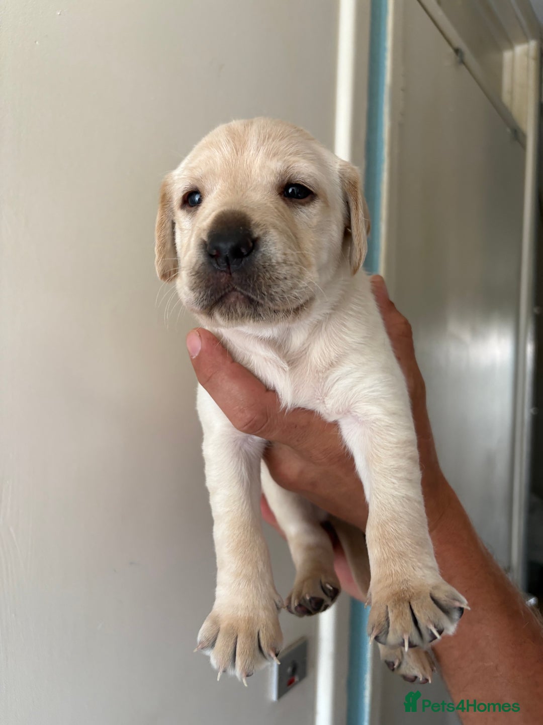 Labrador Retriever dogs for sale: Labrador puppies for sale Kent - Image 20